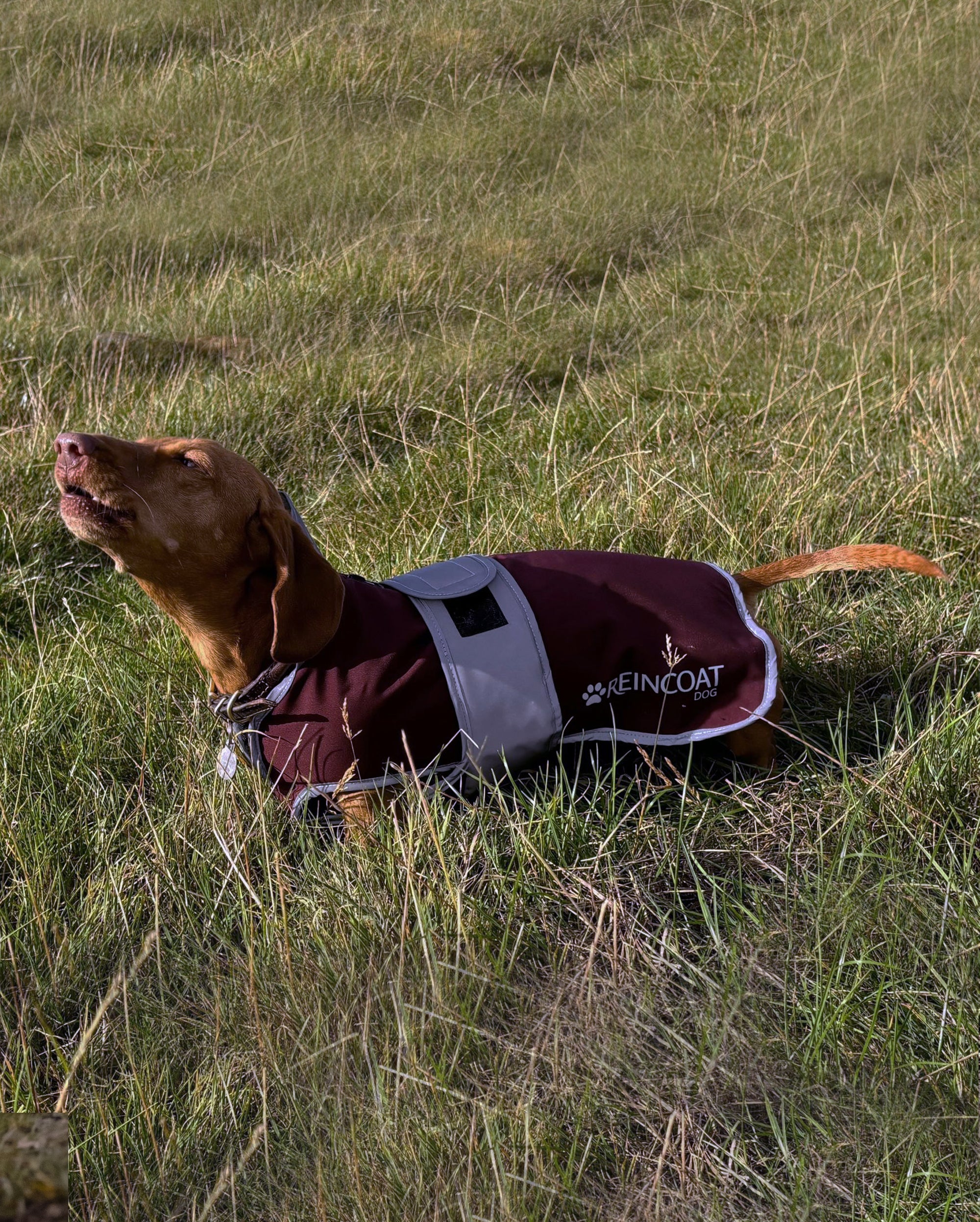 Reincoat Dog - Burgundy