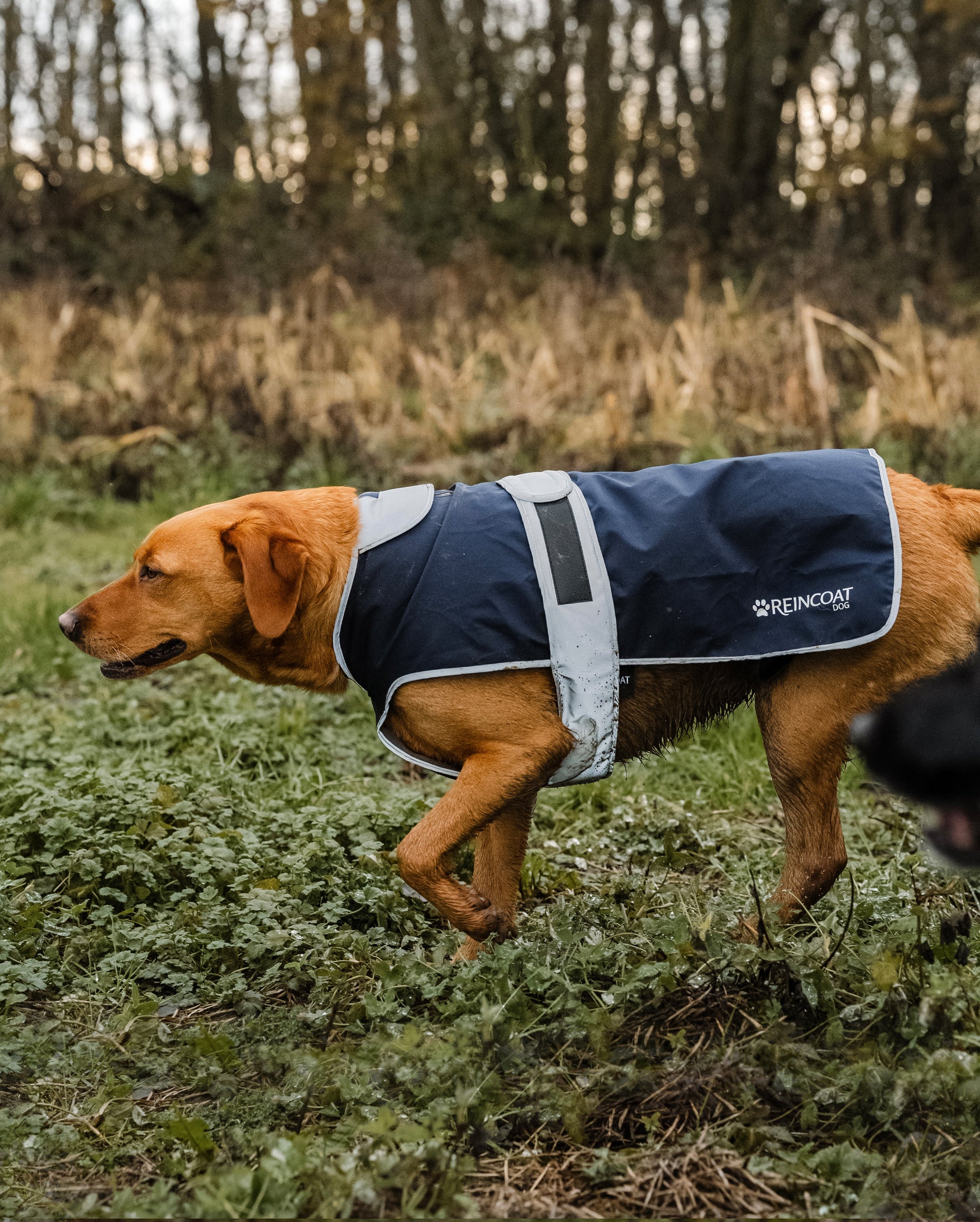 Reincoat Dog - Navy