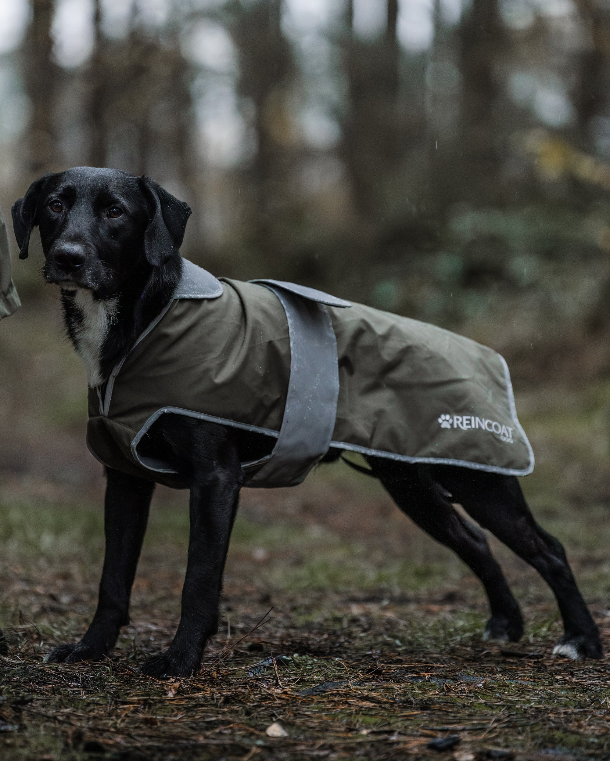 Reincoat Dog - Olive