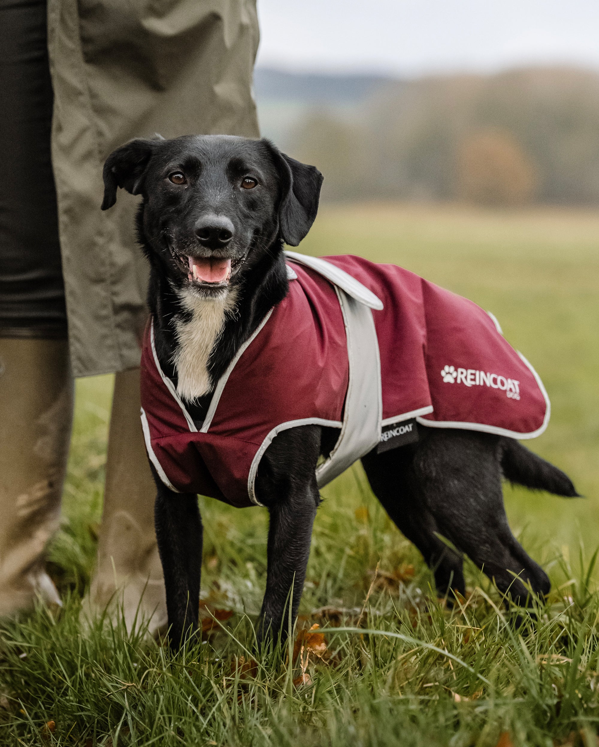 Reincoat Dog - Burgundy