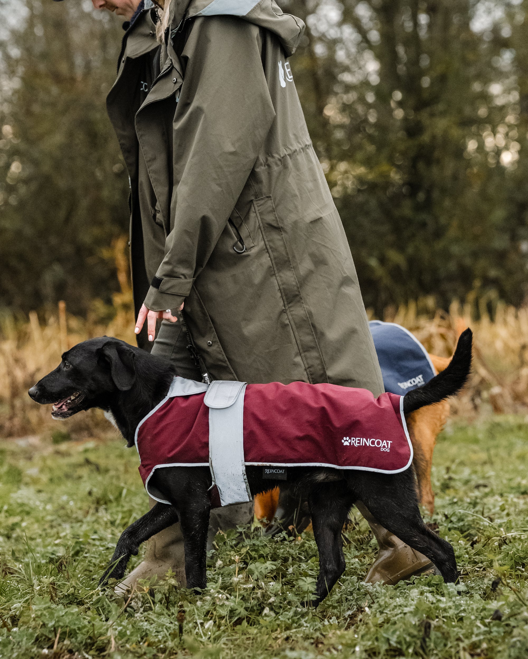 Reincoat Dog - Burgundy