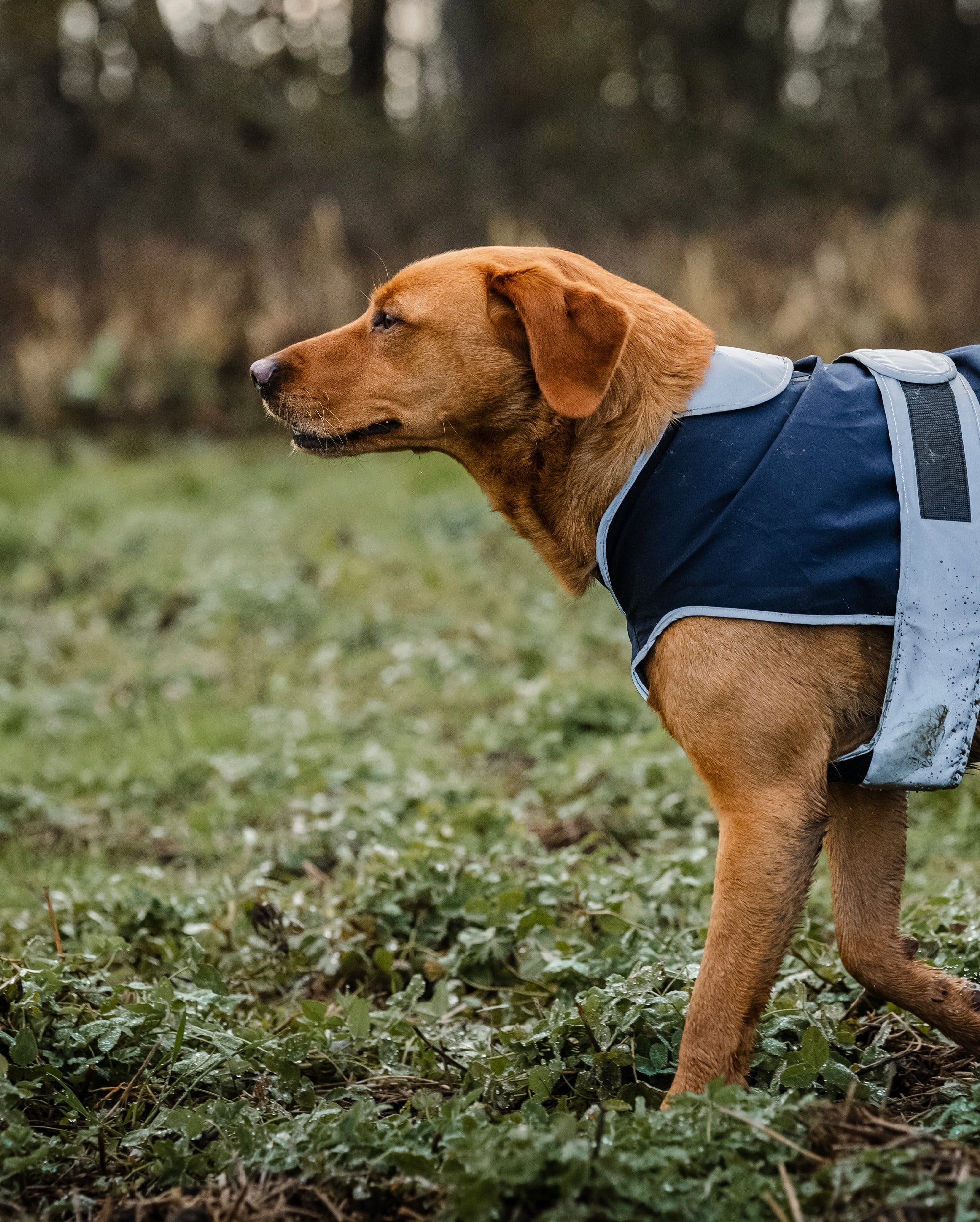 Reincoat Dog - Navy