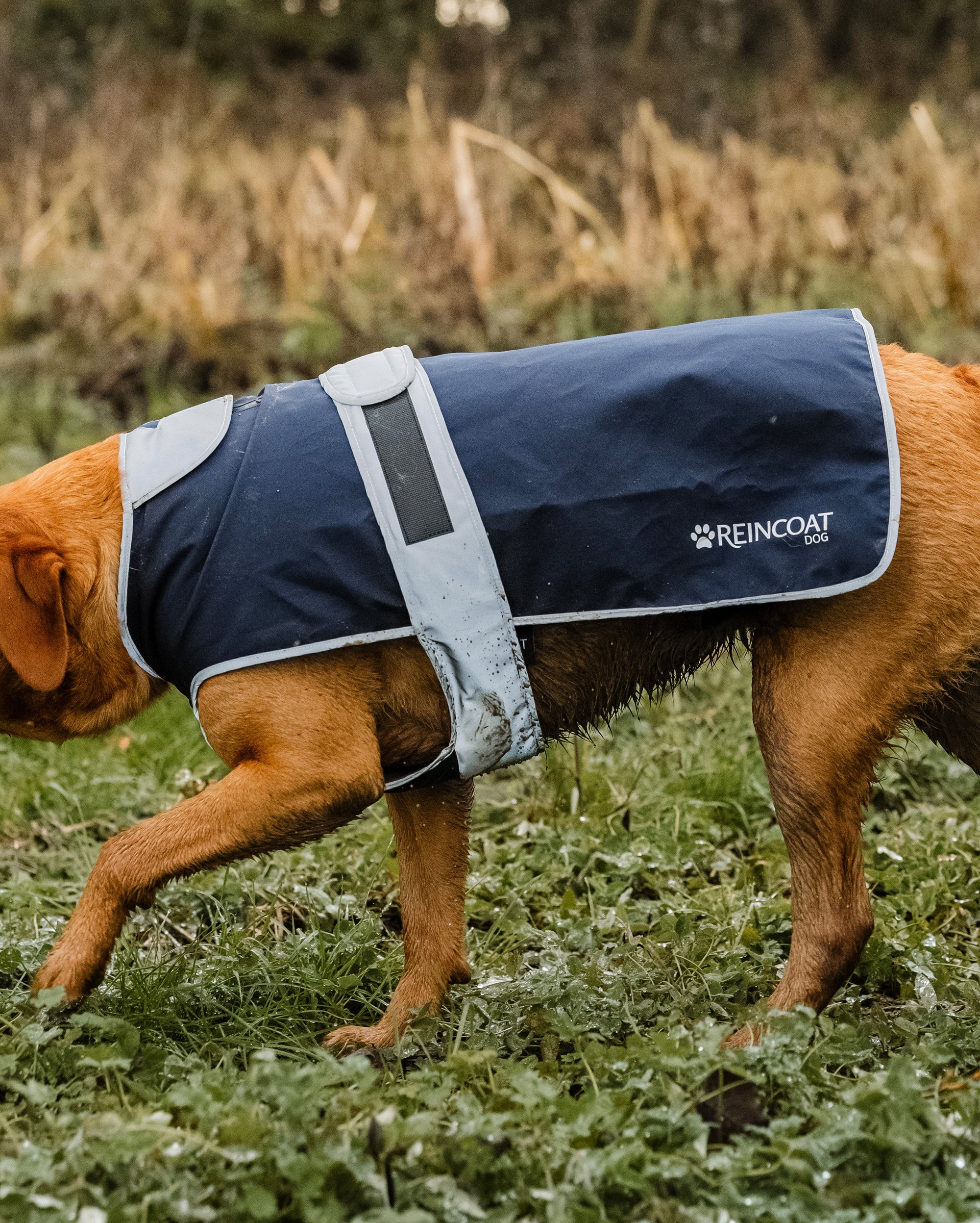 Reincoat Dog - Navy