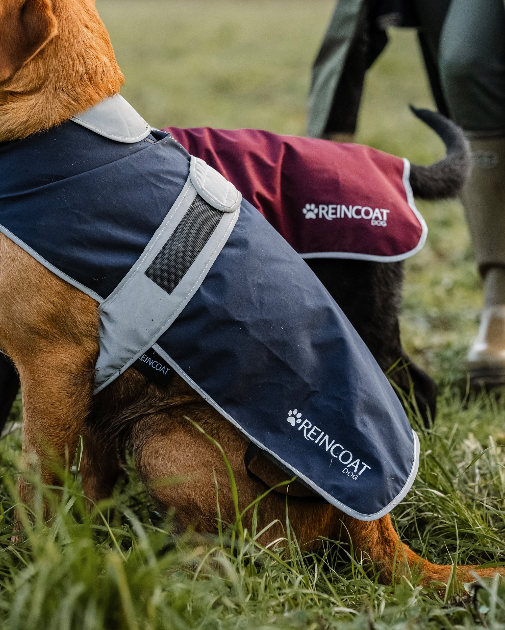 Reincoat Dog - Burgundy