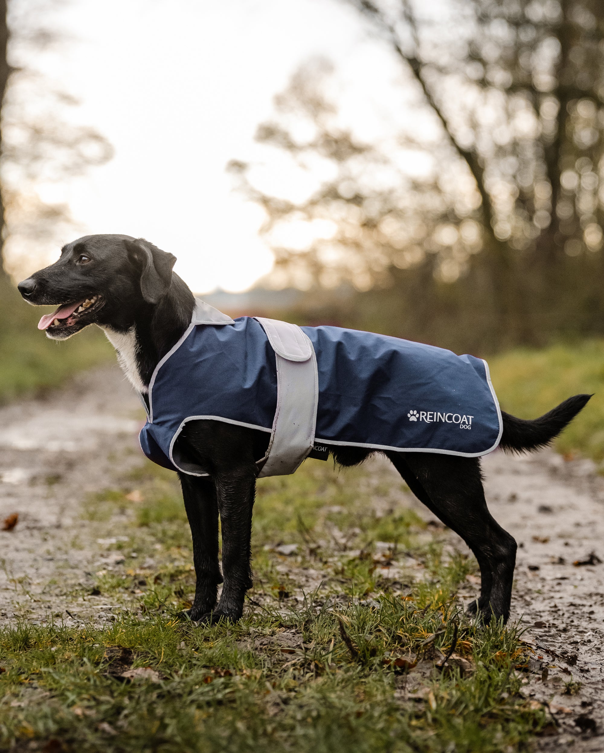 Reincoat Dog - Navy